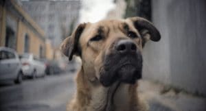 Stray dog from movie STRAY in the streets of Istanbul