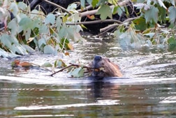 A beaver swimming in a pond holding a stick.