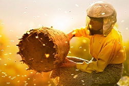 A beekeeper catching bees in a field.