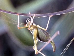 a grasshopper climbing upside-down on a branch