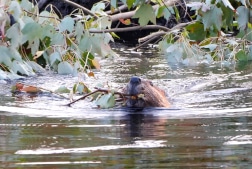 a beaver working in a pond, dragging a stick