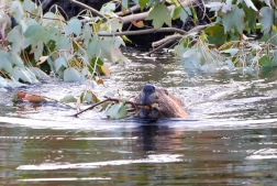 Really Wild Wednesdays: Eager Ecological Engineers