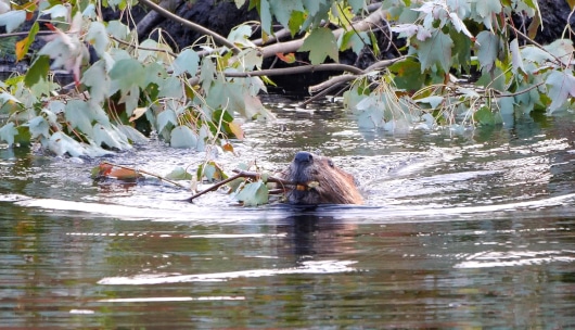 a beaver working in a pond, dragging a stick