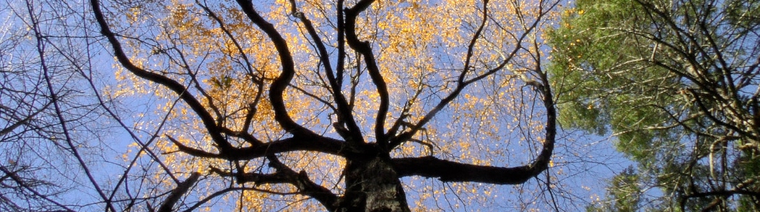 a view of a forest looking up through the street to the sky