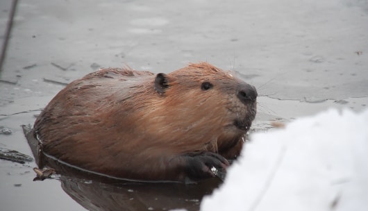 a beaver swimming in icy water