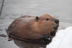 a beaver swimming in icy water