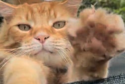 Cat Video Fest 2022