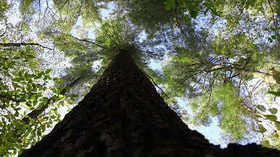 Eastern White Pine: The Tree Rooted in American History