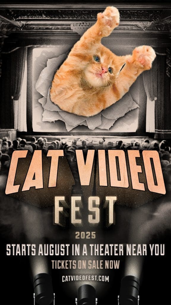 CatVideoFest poster