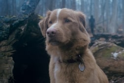 Good Boy