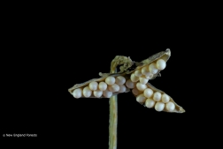 Old Forest or Young Meadow - The Marvel of Seeds