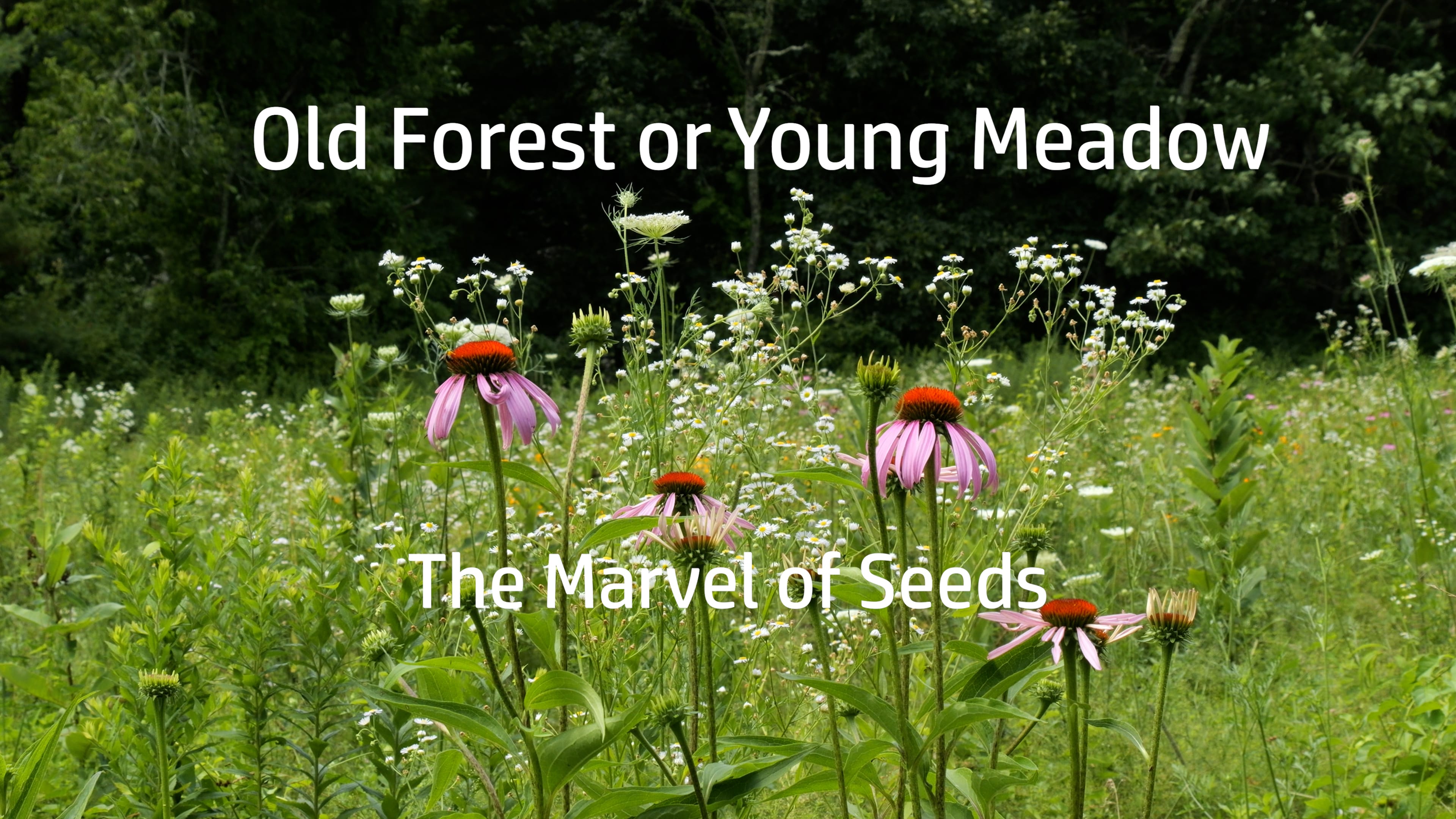 Youtube video still for Old Forest or Young Meadow - The Marvel of Seeds