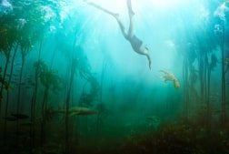 Science on Screen: My Octopus Teacher (2020)