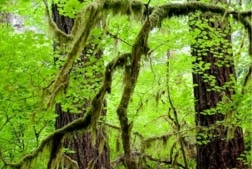 Science on Screen: Proforestation: Letting Forests Grow Old (2026)