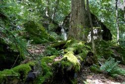Youtube video still for The Return of Old Growth Forests